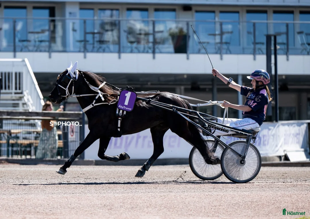 Trav hästar till salu: Ny annons! Vår fina superkille letar ev nytt hem - Annons 1