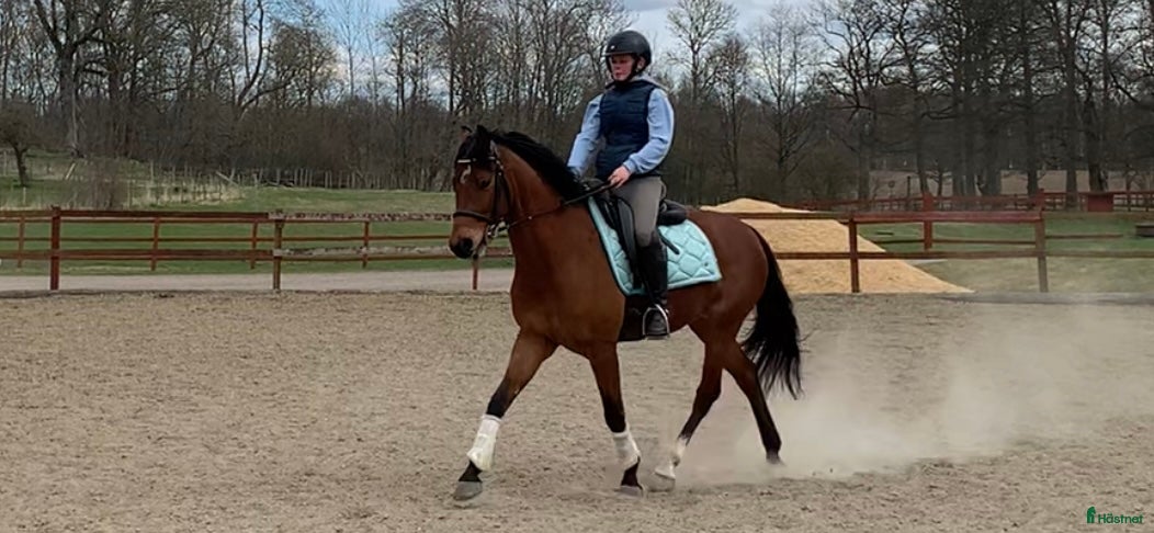  hästar ⭐️ Lovande allroundponny ⭐️ - Annons 1