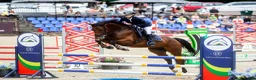Allround hästar till salu: STUNNING gelding for showjumping/hobby - Annons 1