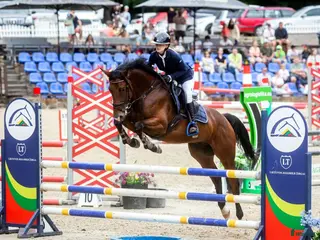 hästar STUNNING gelding for showjumping/hobby - Annons 5