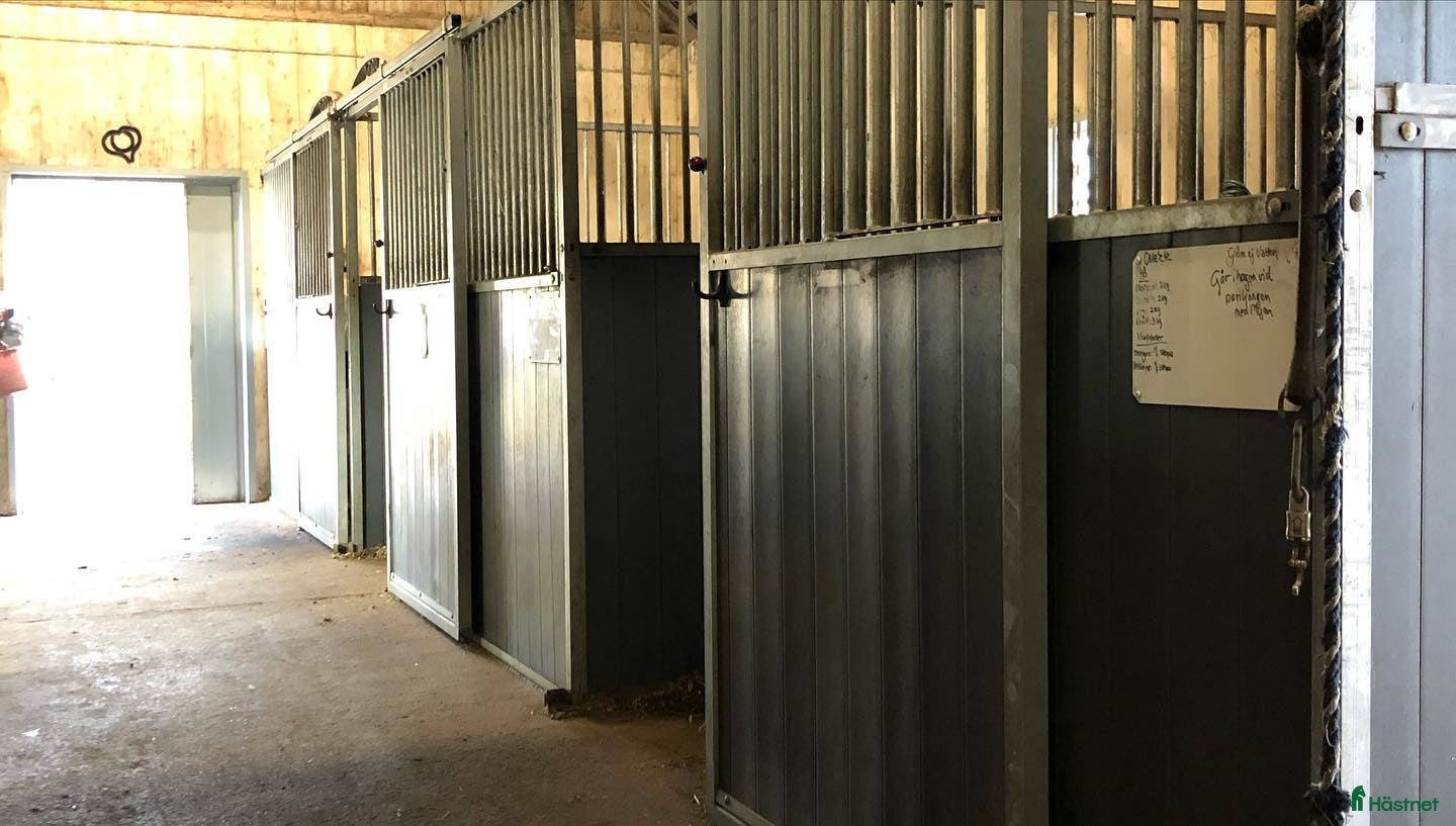  hästar Dräktigt Kat D sto sökes  - Annons 2