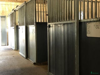 hästar Dräktigt Kat D sto sökes - Annons 5