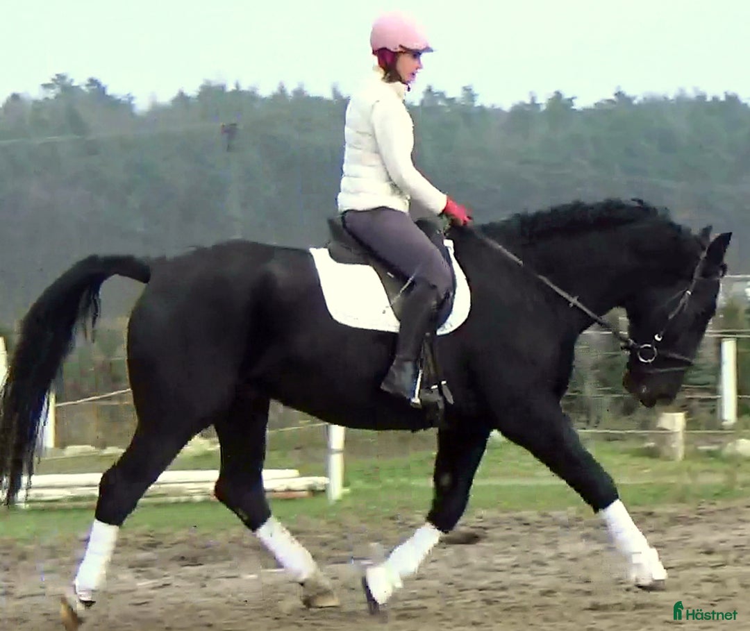 Allround hästar till salu: Fantastic Silesian horse for Christmas time i Örsundsbro - Annons 10