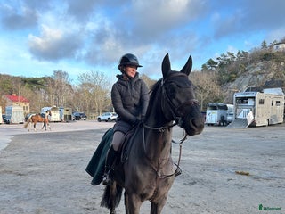 hästar Fantastisk SWB valack i Billdal - Annons 7