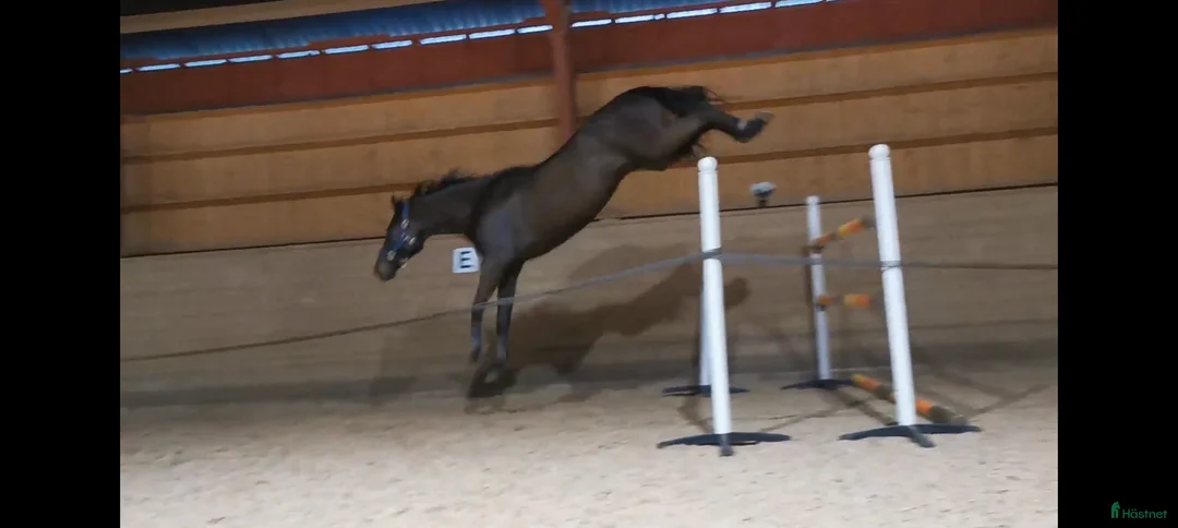 Hoppning hästar till salu: En bästa vän utan begränsningar  i Grisslehamn - Annons 5