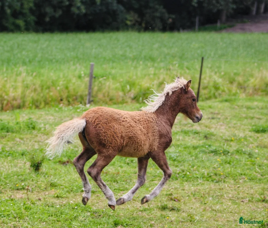 Avelshästar hästar till salu: Beautiful mini curly filly  i Ekshärad - Annons 3