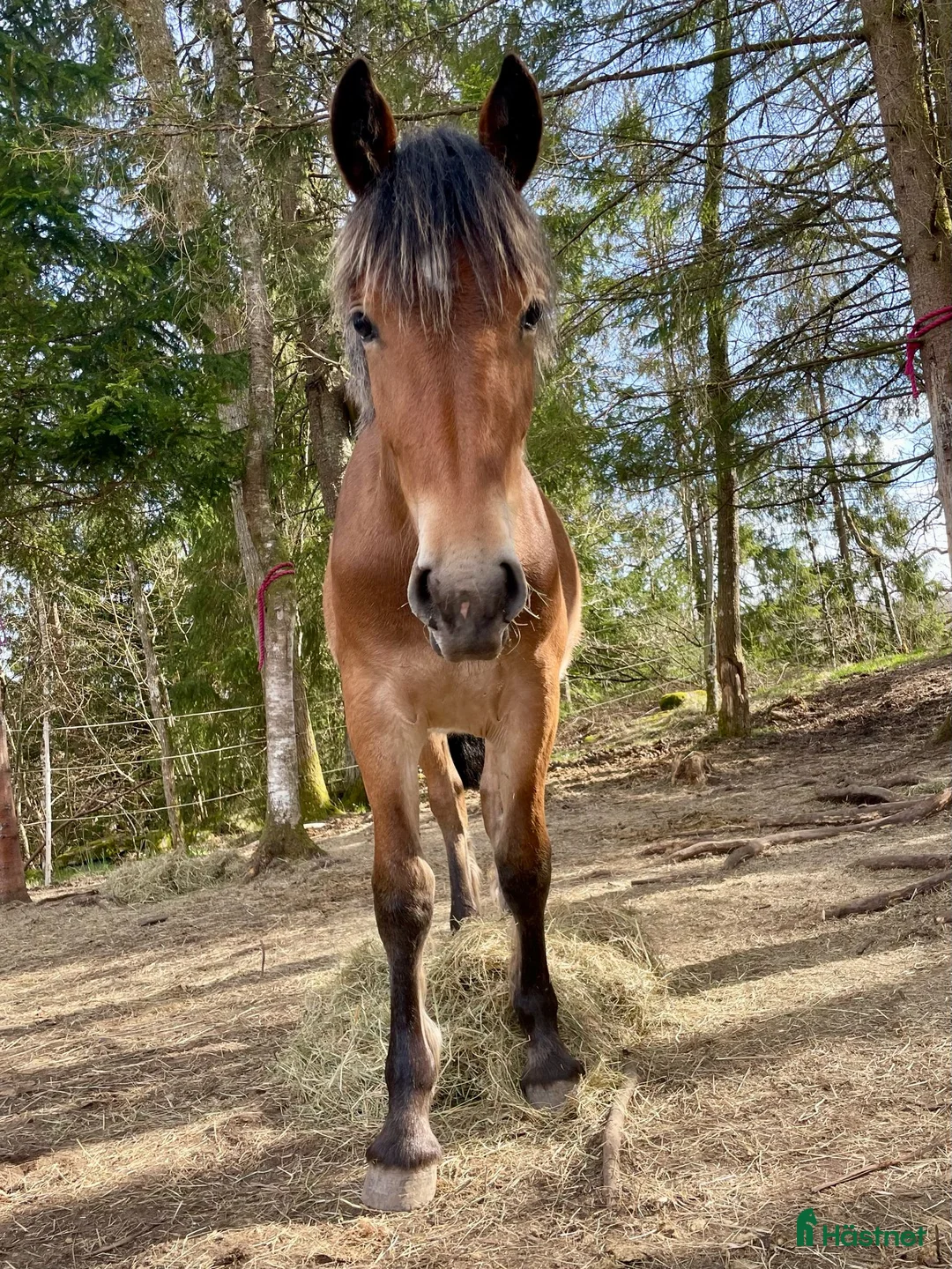 Allround hästar till salu: Läckert sto för framtiden - Annons 1