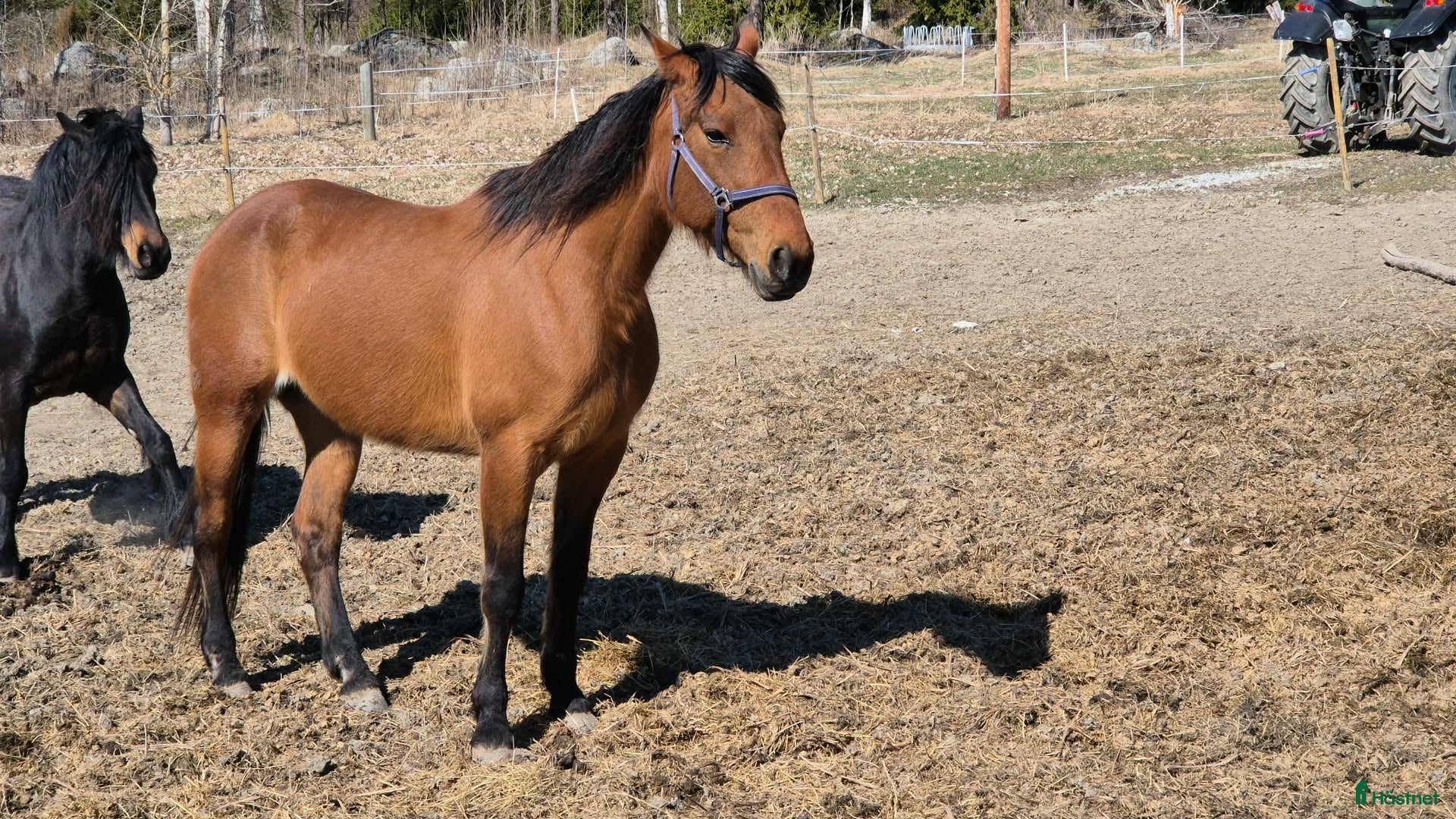  hästar Till salu Avel - Annons 1