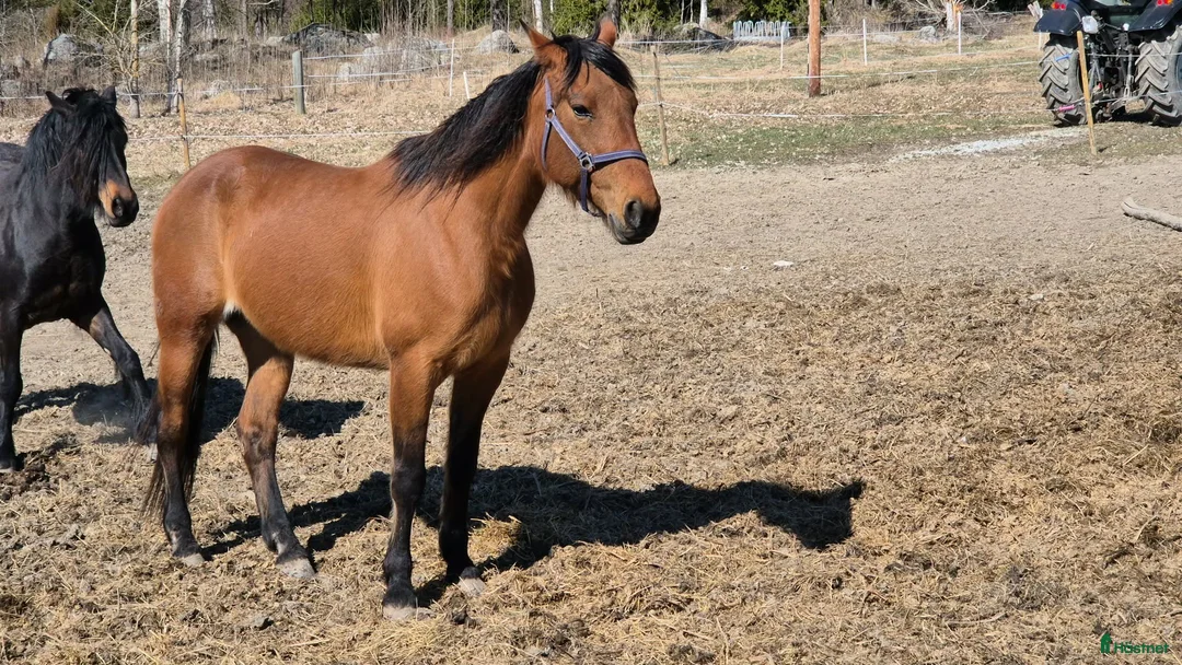 Avelshästar hästar till salu: Till salu Avel - Annons 2