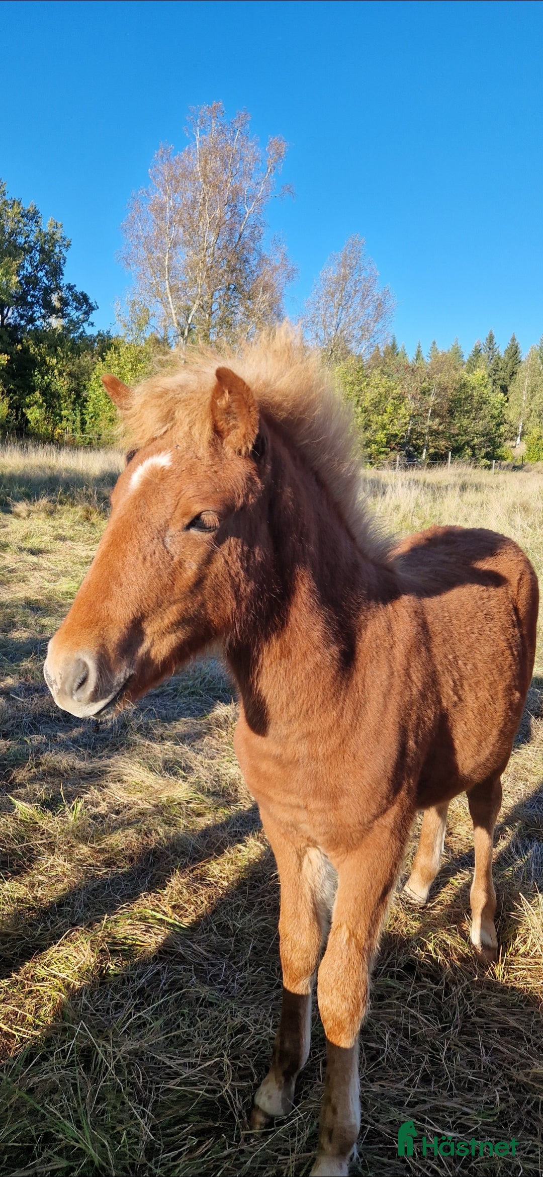  hästar Snäll kille i Ankarsrum - Annons 1