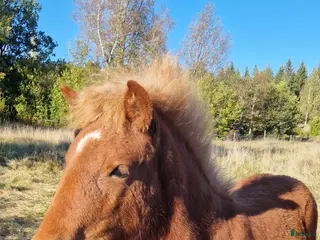 hästar Snäll kille i Ankarsrum - Annons 1