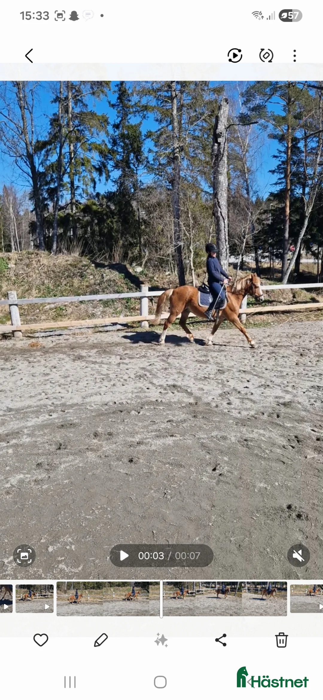 Dressyr hästar till salu: Välriden äldre gentleman  - Annons 2