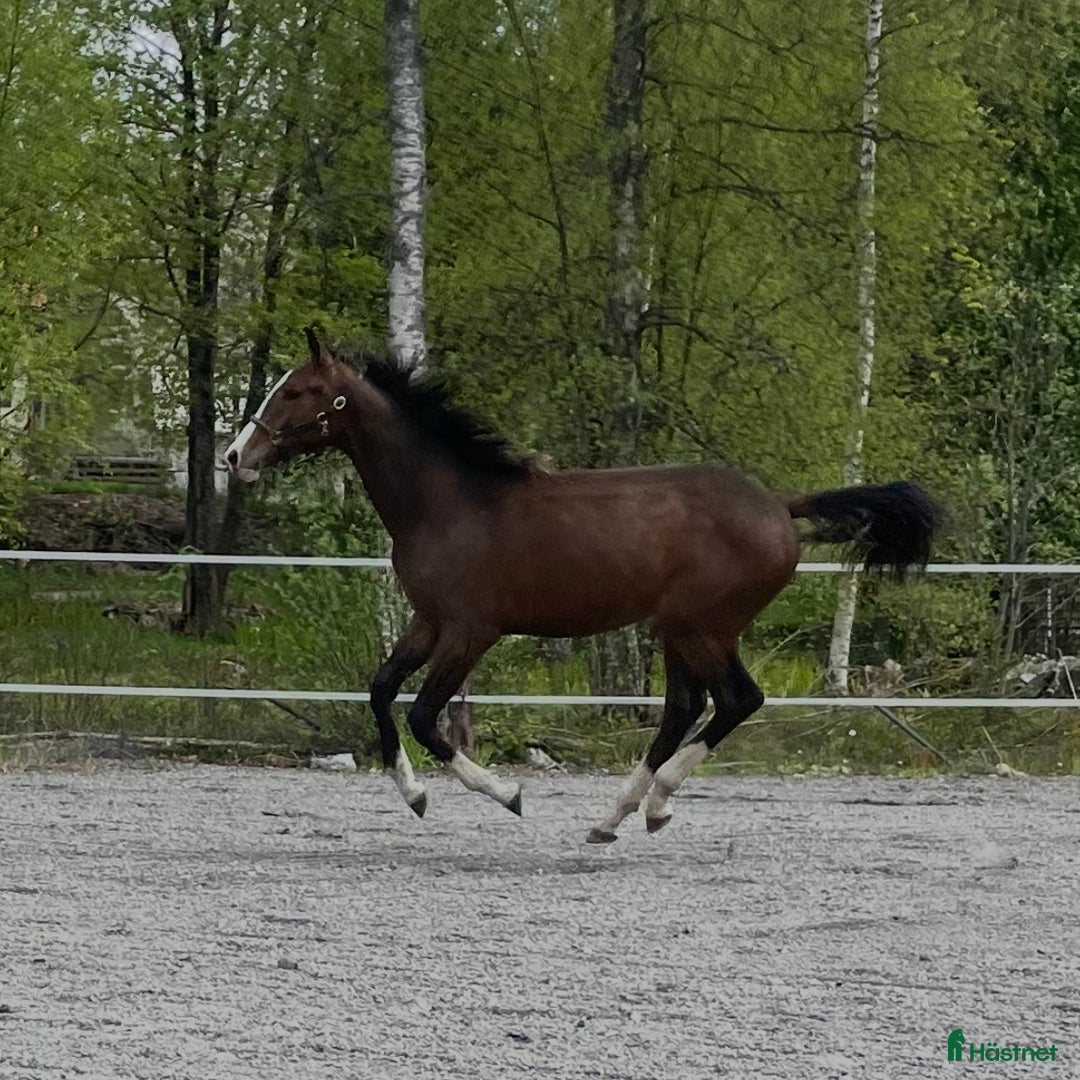 Dressyr hästar till salu: Charmig & snygg hingst -24 e. Racoon - Topaasch 🌟 i Saxdalen - Annons 5