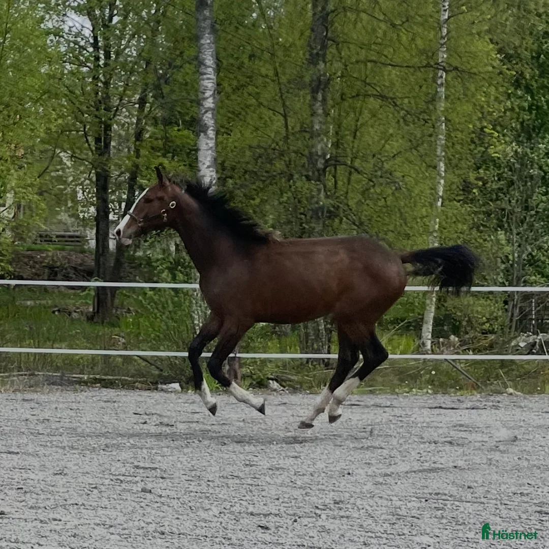 Dressyr hästar till salu: Charmig & snygg valack -24 e. Racoon - Topaasch 🌟 - Annons 5