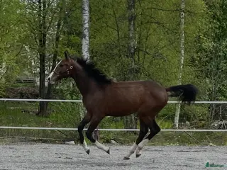 hästar Snygg valack -24 e. Racoon - Topaasch 🌟 i Saxdalen - Annons 9