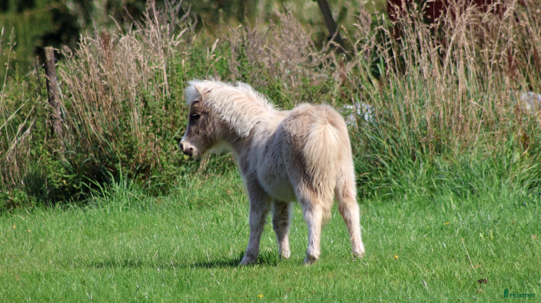 Avelshästar hästar till salu: shetlandspony Føl i Møldrup - Annons 5