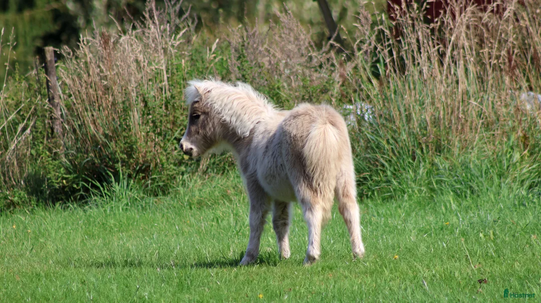 Avelshästar hästar till salu: shetlandspony Føl i Møldrup - Annons 5
