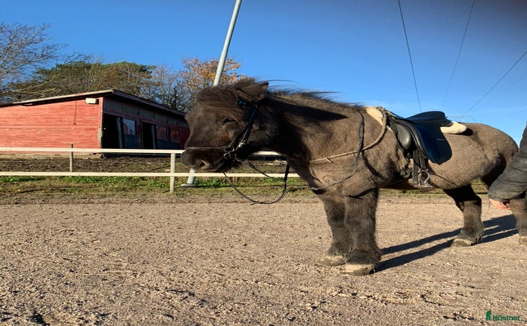  hästar i Upplands Väsby - Annons 4
