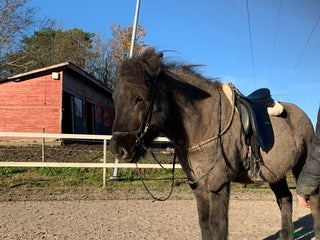 hästar Finaste Fursti söker nytt hem i Upplands Väsby - Annons 10