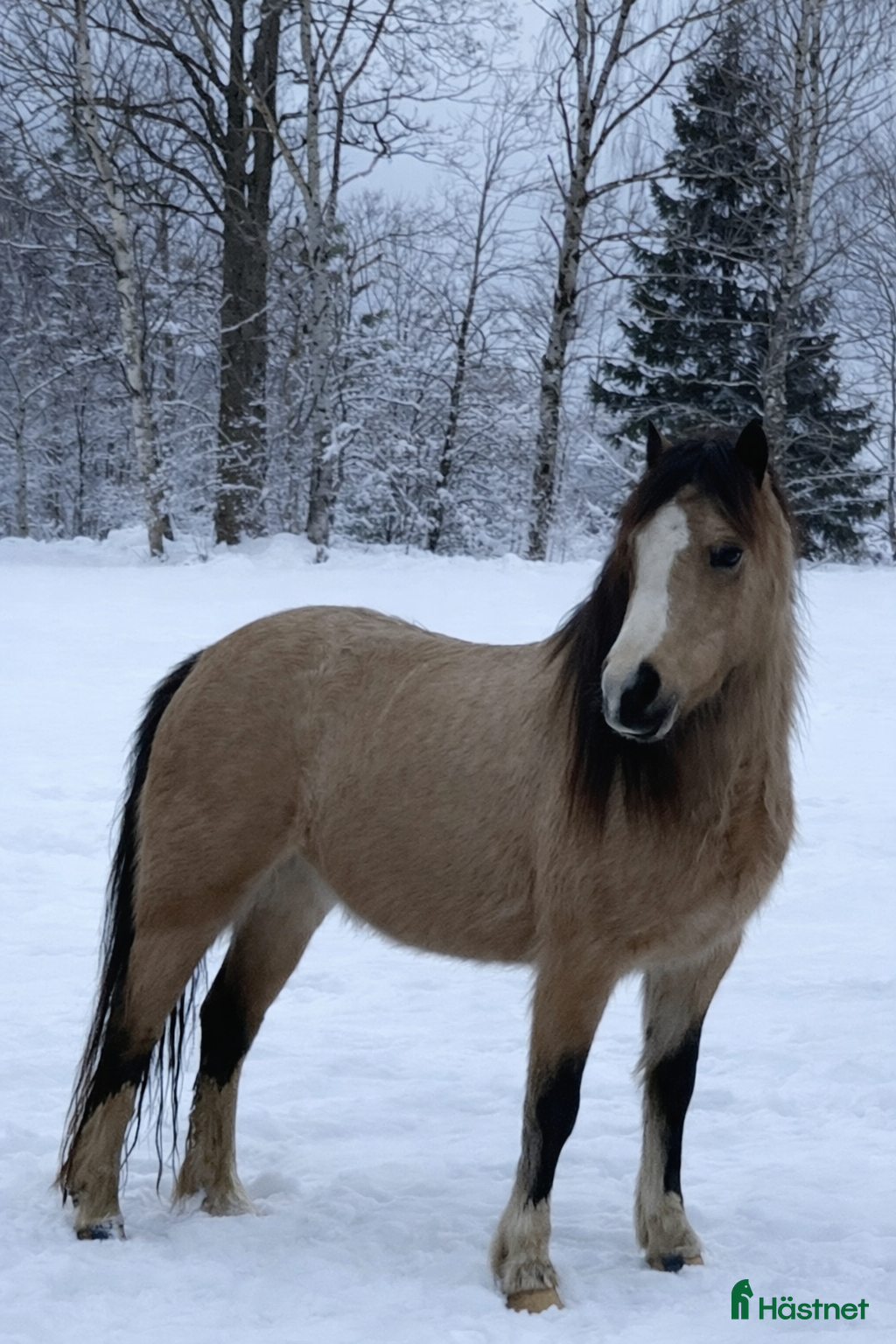  hästar Underbart 3 åringt Welsh mountain sto i Fotskäl - Annons 10
