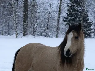 hästar Underbart 3 åringt Welsh mountain sto i Fotskäl - Annons 10