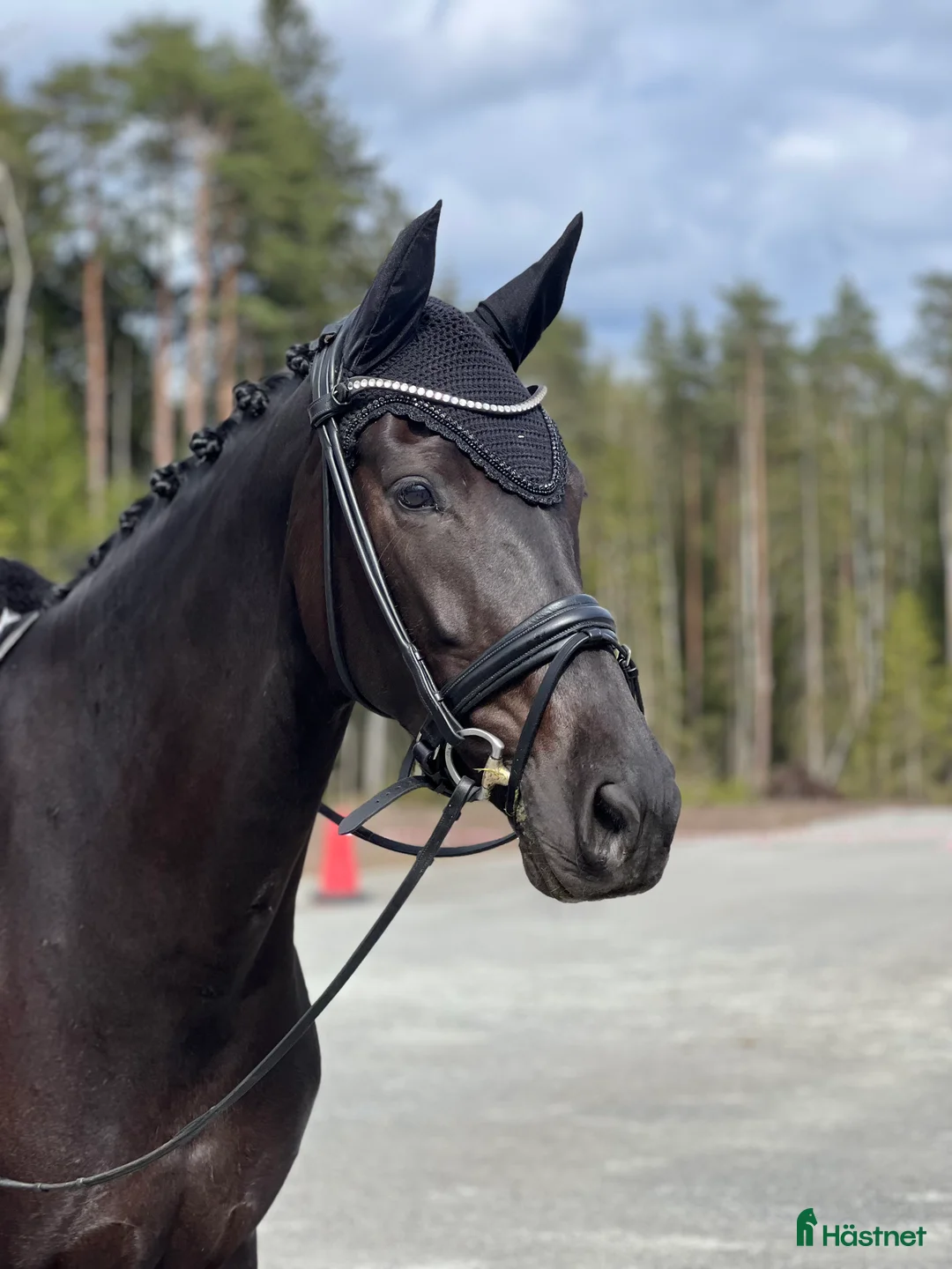 Dressyr hästar till salu: Vackert sto i Tranås - Annons 2