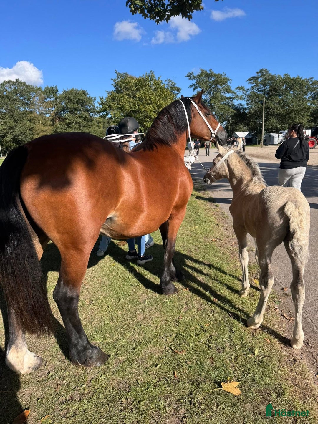 Allround hästar till salu: Buckskin Welsh Cob sec D - Annons 6