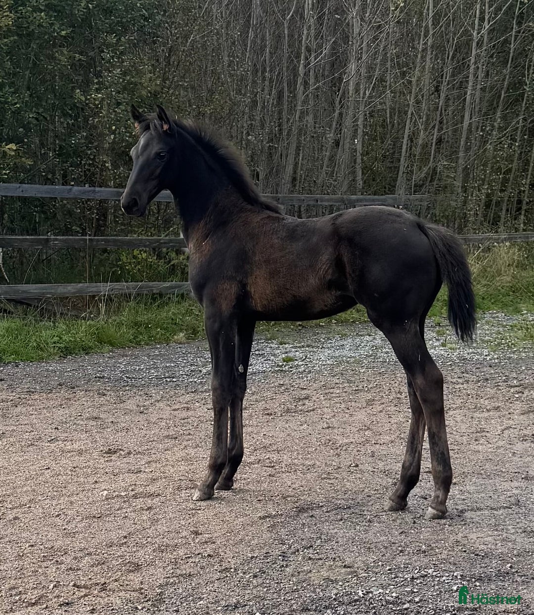 Dressyr hästar till salu: Långbent skönhet för dressyrsattsning i Frövi - Annons 1