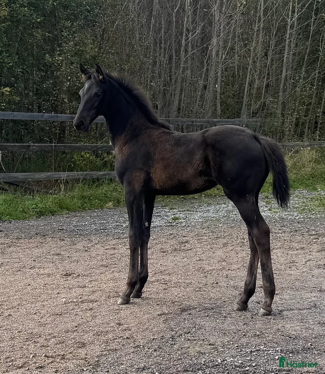 Dressyr hästar till salu: Långbent skönhet för dressyrsattsning i Frövi - Annons 1