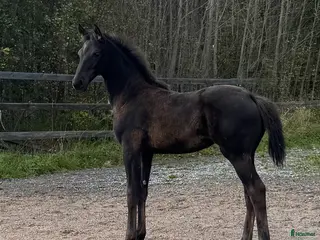 hästar Långbent skönhet för dressyrsattsning i Frövi - Annons 18