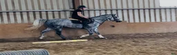 Allround hästar till salu: Gorgeous 158cm gelding  - Annons 9