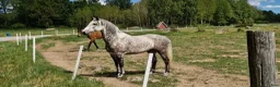 Allround hästar till salu: Mycket trevlig överhöjdare - Annons 1