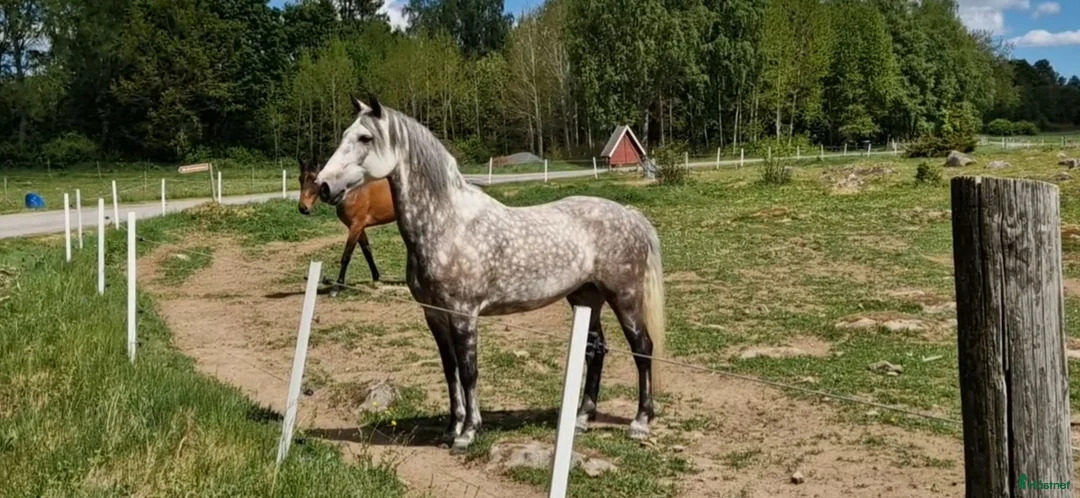 Allround hästar till salu: Mycket trevlig överhöjdare - Annons 1