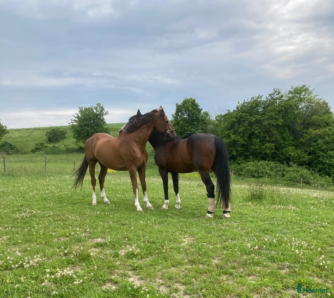  stallplats finnes: Boxplats  - Annons 2