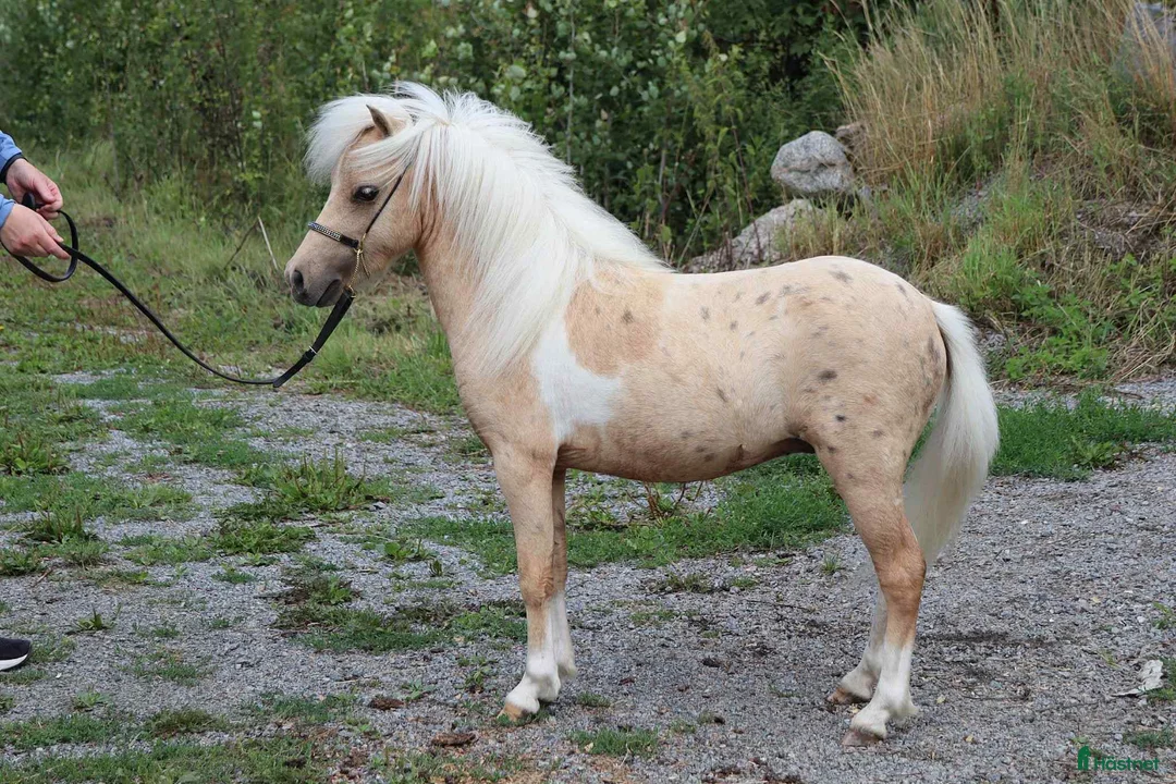 Allround hästar till salu: Mycket lovande AMHA unghingst i Knivsta - Annons 2