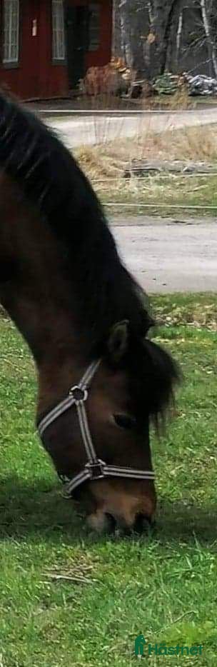  medryttarhäst finnes: Medryttare sökes till utbildad C-ponny i Södertälje - Annons 17