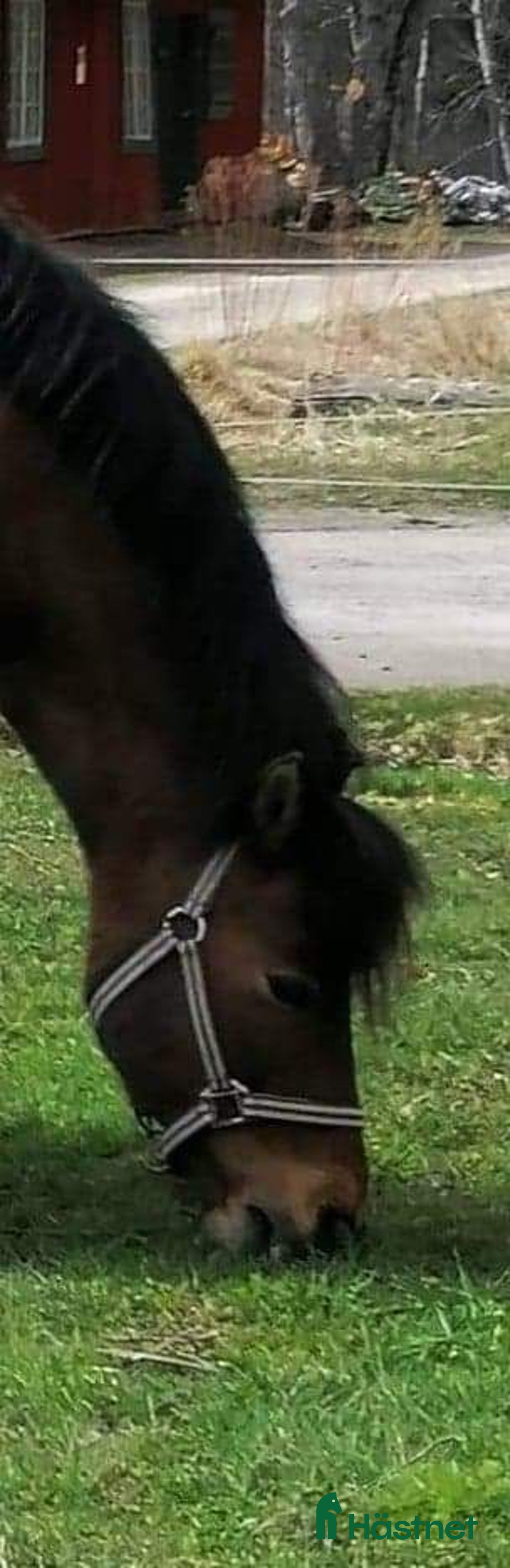  medryttarhäst finnes: Medryttare sökes till utbildad C-ponny i Södertälje - Annons 1