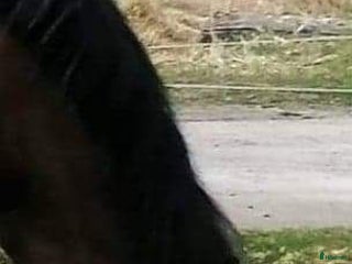 medryttarhäst finnes: Medryttare sökes till utbildad C-ponny i Södertälje - Annons 7