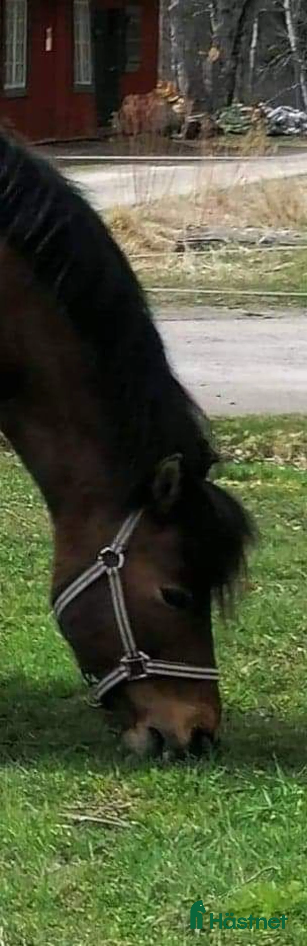  medryttarhäst finnes: Medryttare sökes till c-ponny läromästare  - Annons 1