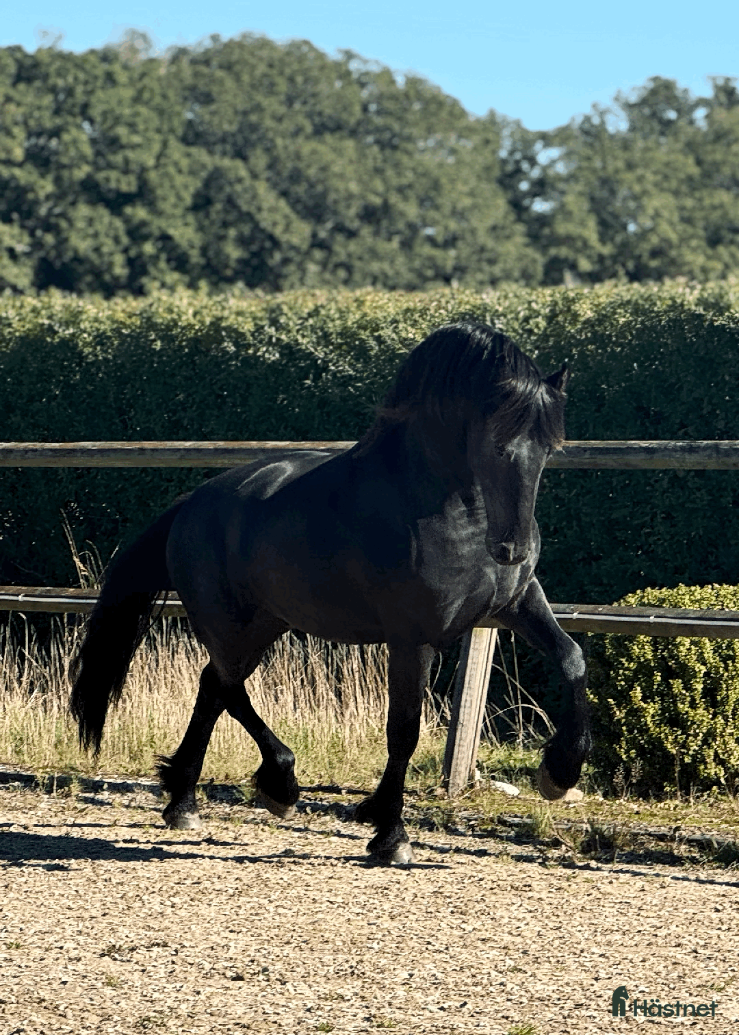 Dressyr hästar till salu: Frieserprins söker sin perfect match i Jonstorp - Annons 3