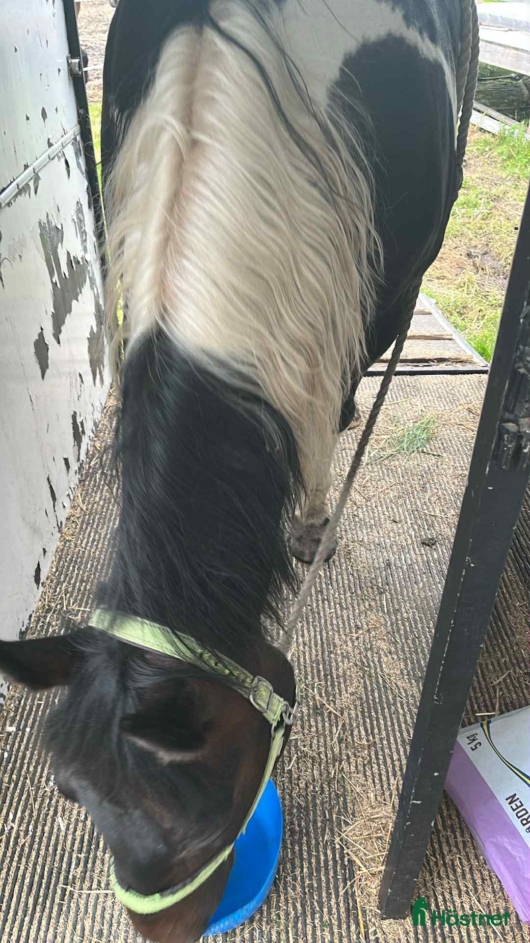  hästservice finnes: Inridning/tillridning i Nyköping - Annons 5