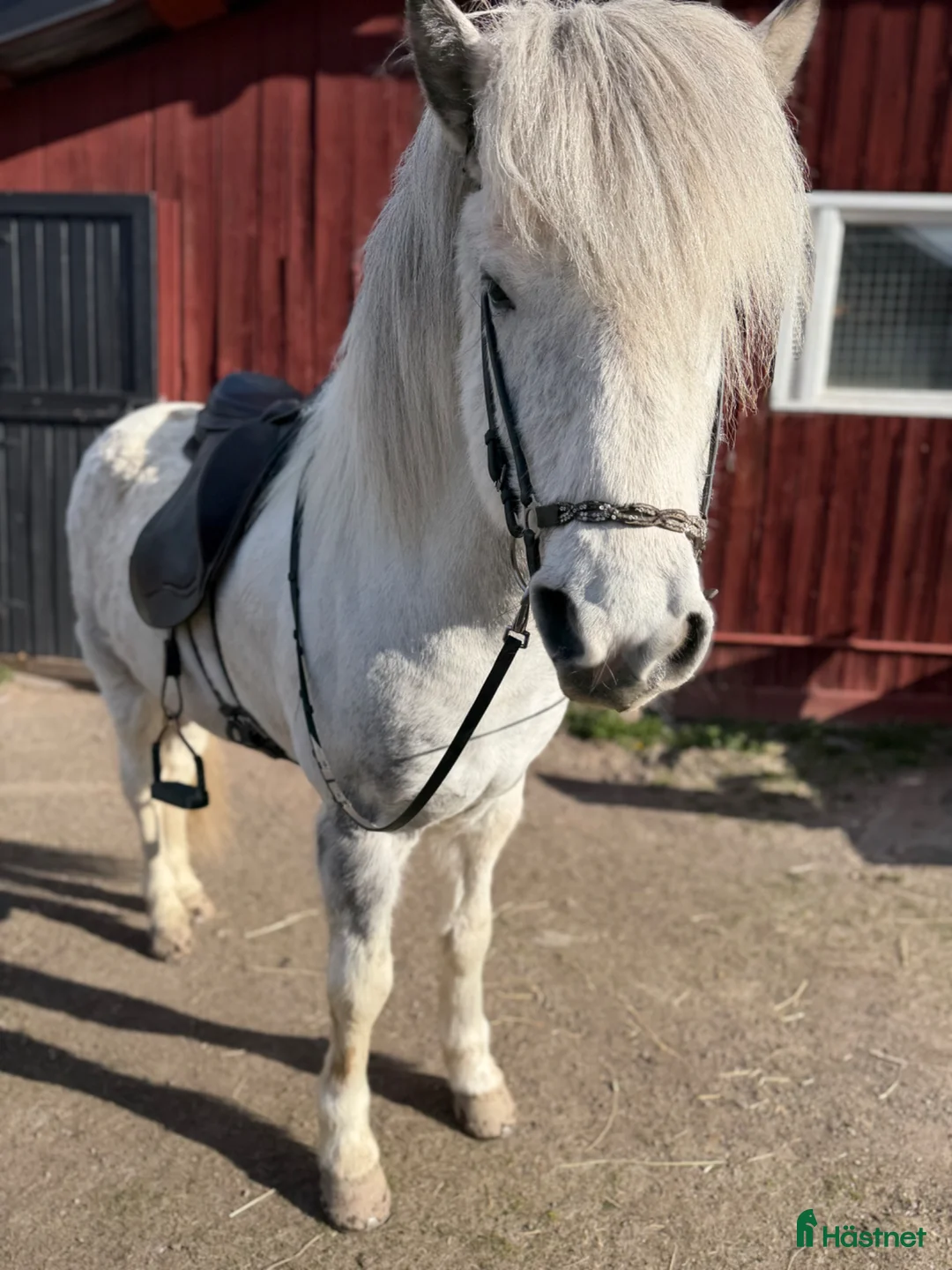 Island hästar till salu: Snygg flott valack toppstam!  - Annons 2