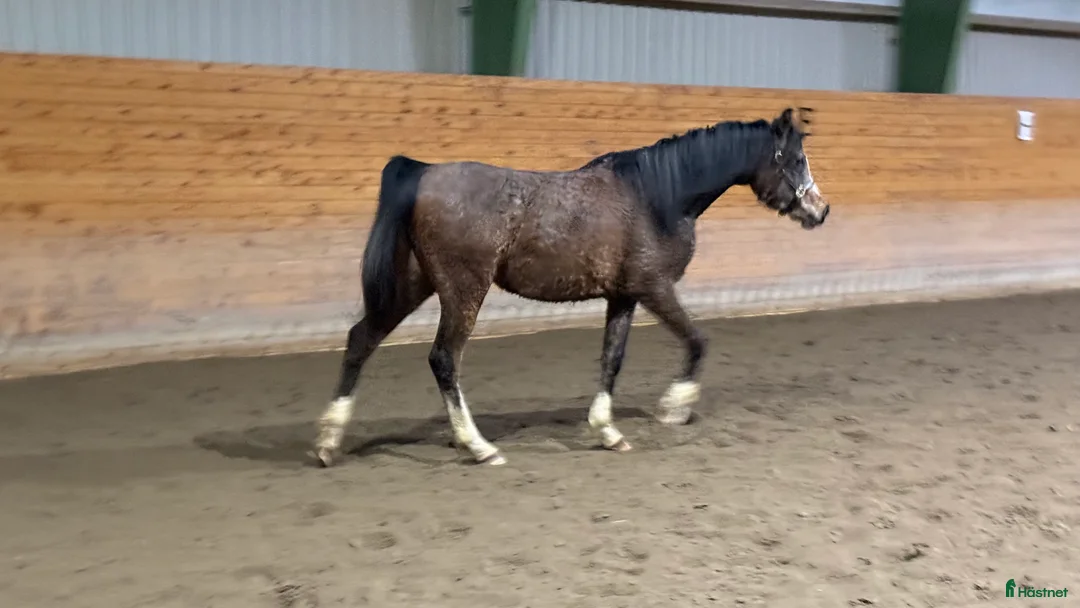 Allround hästar till salu: Stort arabsto!  - Annons 2