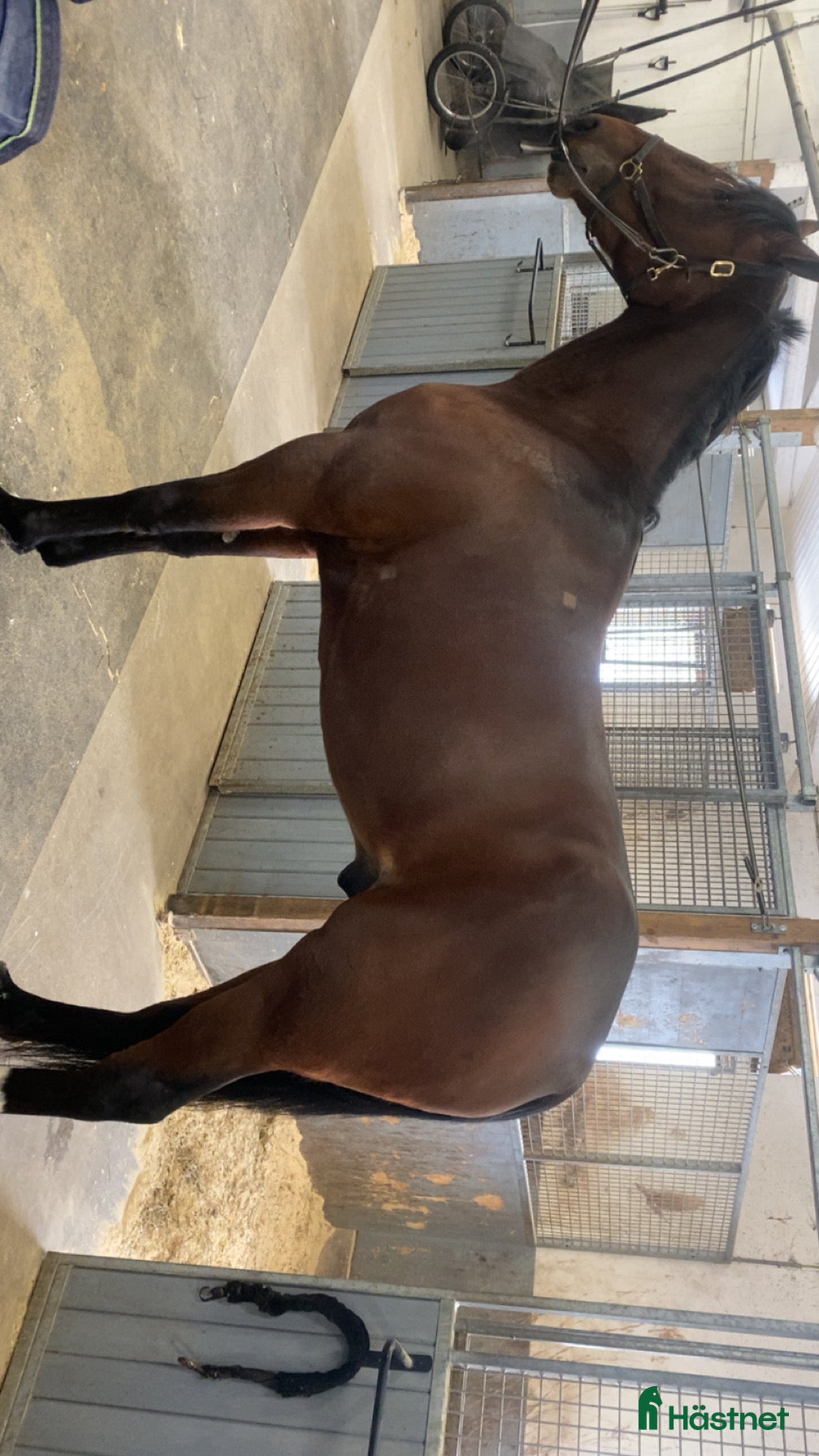 hästar Starthäst till salu - Annons 1