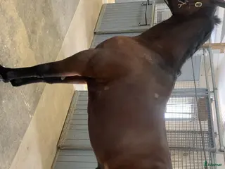 hästar Starthäst till salu - Annons 18