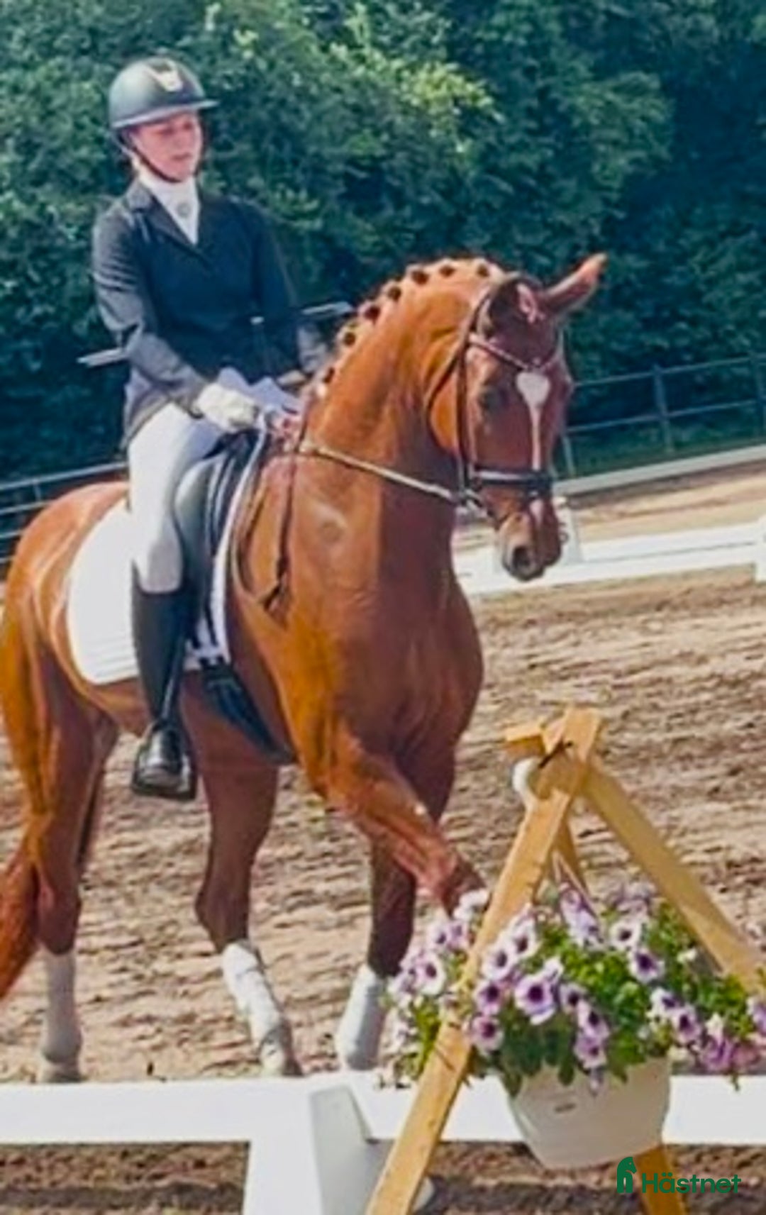 Dressyr hästar till salu: Super bra dressage Horse i Solrød Strand - Annons 2