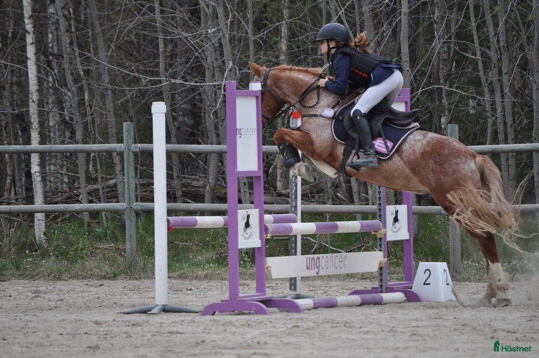 Hoppning hästar till salu: Snäll och mysig ponny med power  i Åmål - Annons 6
