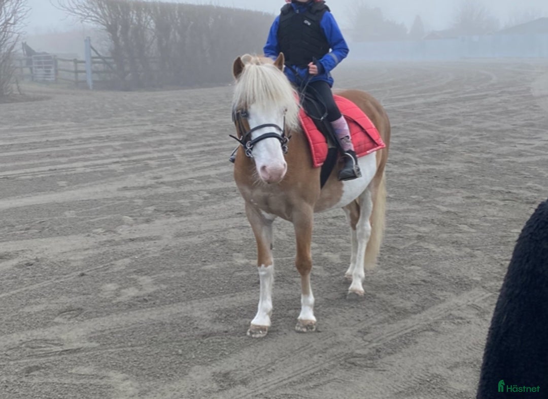  medryttarhäst finnes: Medryttare eller halvfodervärd i Växjö - Annons 2