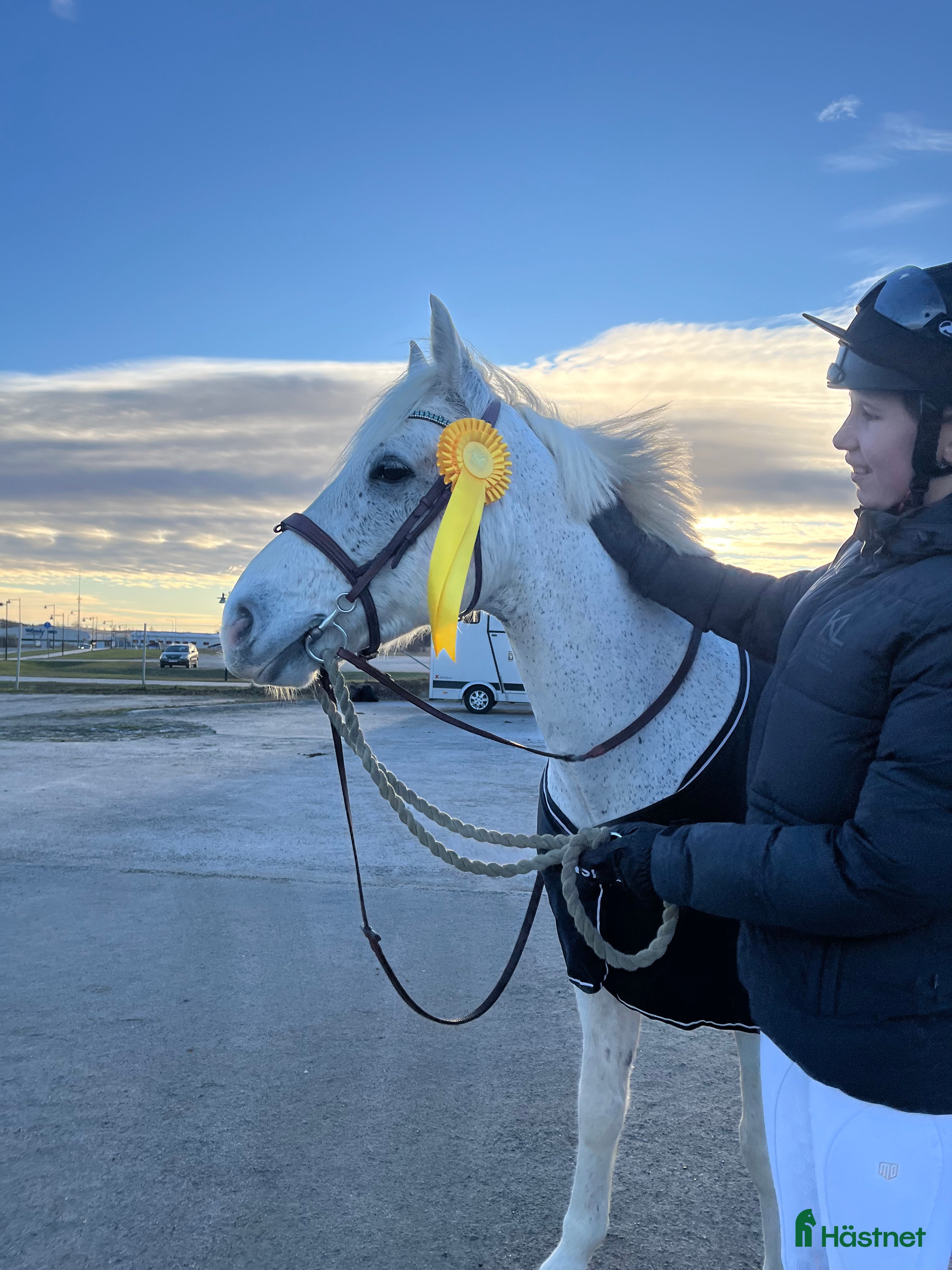  hästar Connemara valack bytes till storhäst?  i Sollentuna - Annons 15