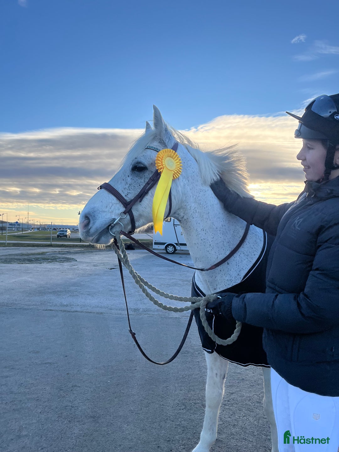 Allround hästar till salu: Connemara valack bytes till storhäst?  i Sollentuna - Annons 1